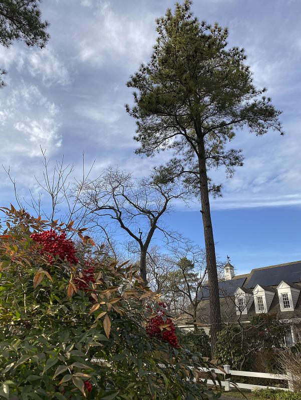 Red berries offer a bright red color in a winter garden while the soaring Loblolly Pines provide the the garden’s 'bones’